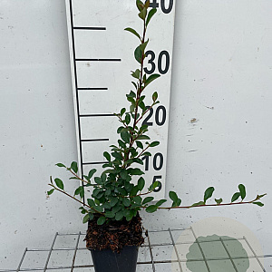 Cotoneaster radicans 'Eichholz' GM P9