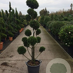 Cupressocyparis leylandii 200 cm container pompon