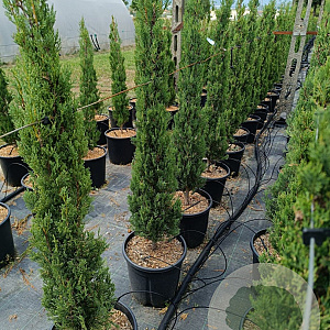 Cupressus sempervirens 80-100 cm 9L