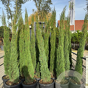 Cupressus sempervirens 150-175 cm 20L