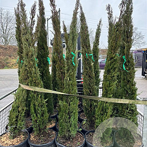 Cupressus sempervirens 175-200 cm 25L