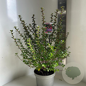 Escallonia 'Donard Radiance' 50-60 cm 5,0L