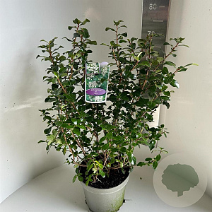 Escallonia 'Iveyi' 50-60 cm 5,0L