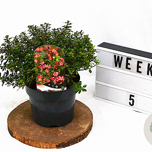 Escallonia 'Red Dream' 25-30 cm 3,0L