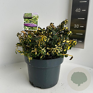 Euonymus fort. Blondy 30-35 cm 5,0L