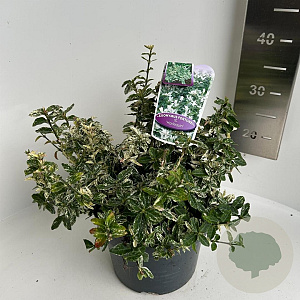 Euonymus fort. 'Harlequin' 30-35 cm 5,0L