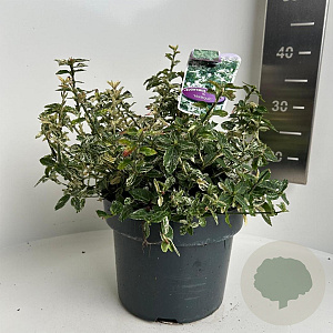 Euonymus fort. 'Harlequin' 30-35 cm 5,0L