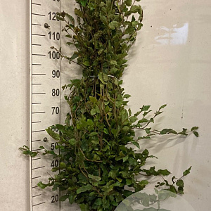 Fagus sylvatica 125-150 cm wortelgoed geveerd