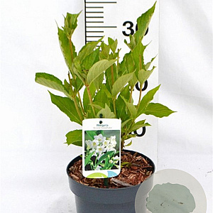 Weigela 'Bristol Snowflake' 30-40 cm 2,0L
