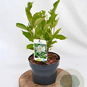 Weigela 'Bristol Snowflake' 30-40 cm 2,0L