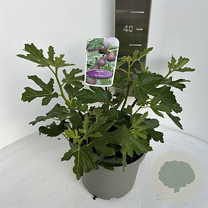 Ficus car. 'Gustissimo Perretta' 30-40 cm 5,0L