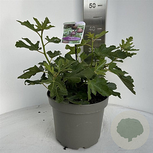 Ficus car. 'Gustissimo Perretta' 30-40 cm 5,0L