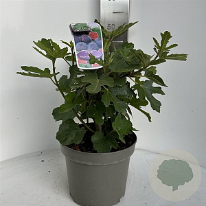 Ficus car. 'Rouge de Bordeaux' 40-50 cm 5,0L