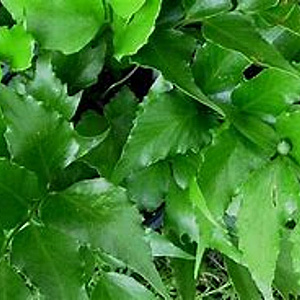 Cyrtomium falcatum 'Rochfordianum' GM P9