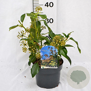 Hedera colchica 'Fall Favourite' 25-30 cm 3,0L