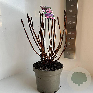 Hydrangea m. Frisbee 40-50 cm 5,0L