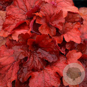 Heuchera 'Fire Alarm' GM P9