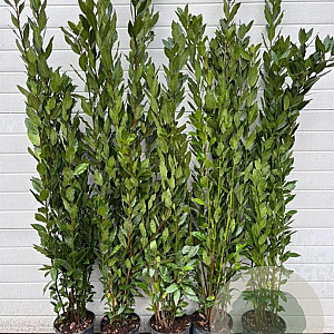 Laurus nobilis 125-150 cm 5,0L