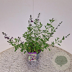 Salvia 'Nachtvlinder' 30-40 cm 2,5L