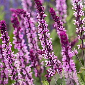 Salvia n. Carad. Pink Inspiration GM P9