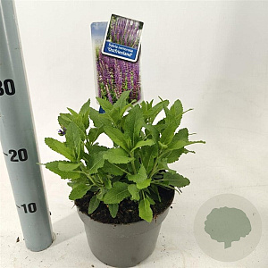 Salvia nem. 'Ostfriesland' 20-25 cm 2,0L