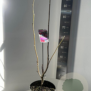 Magnolia 'Cleopatra' 60-80 cm 5,0L