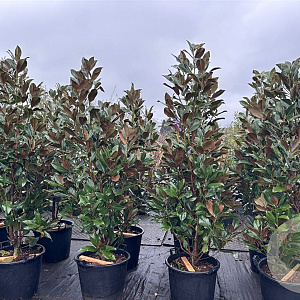 Magnolia grandiflora 225-250 cm cont. 70L