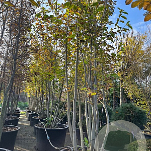 Magnolia kobus 450-500 cm container meerstammig