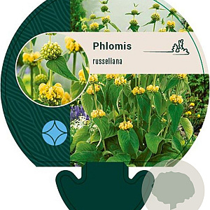 Phlomis russeliana GM P9