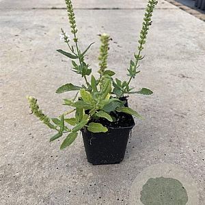 Salvia nem. 'Schneehügel' GM P9