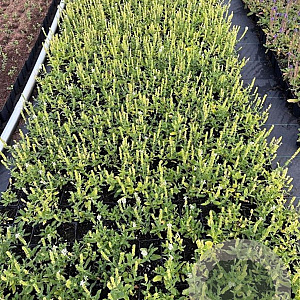 Salvia nem. 'Schneehügel' GM P9