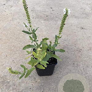 Salvia nem. 'Schneehügel' GM P9