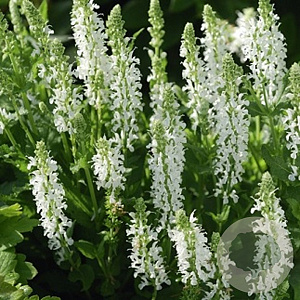 Salvia nem. 'Schneehügel' GM P9