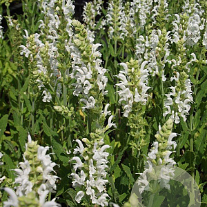 Salvia nem. 'Schneehügel' GM P9