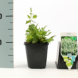 Salvia nem. 'Schneehügel' GM P9
