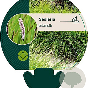 Sesleria autumnalis GM P9