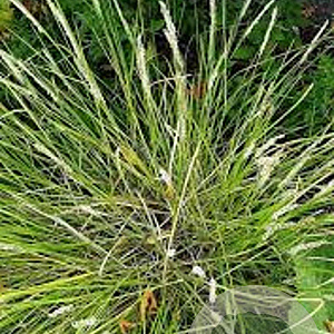 Sesleria autumnalis GM P9