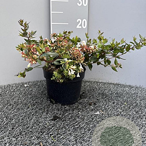 Abelia grandiflora 20-25 cm 2,0L