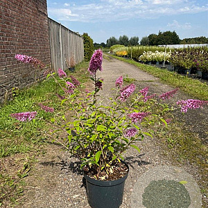 Buddleja d. 'Pink Delight' 80-100 cm 10L