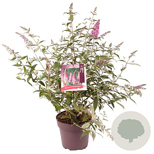 Buddleja d. 'Pink Delight' 80-100 cm 10L