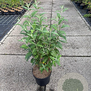 Buddleja d. 'Pink Delight' 80-100 cm 10L