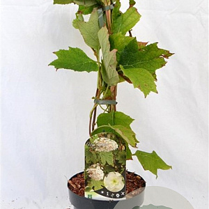 Hydrangea quercifolia 30-40 cm 3,0L
