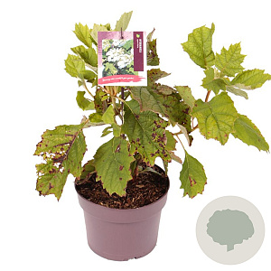 Hydrangea quercifolia 30-40 cm 3,0L