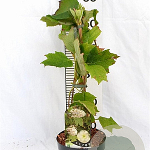Hydrangea quercifolia 30-40 cm 3,0L