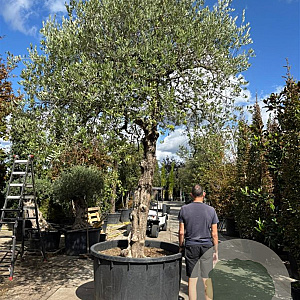 Olea europaea hoogstam container solitair