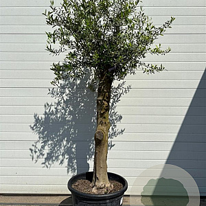 Olea europaea GM cont. 65L