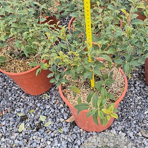 Osmanthus burkwoodii 30-40 cm 9L