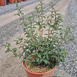Osmanthus burkwoodii 30-40 cm 9L