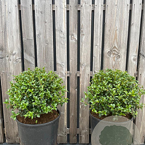 Osmanthus burkwoodii 35-40 cm 15L bol