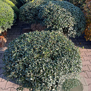 Osmanthus burkwoodii 100-110 cm draadkluit platte bol